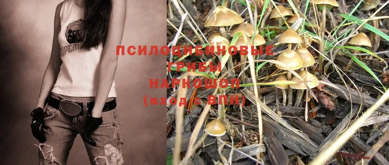 Псилоцибиновые грибы Cubensis  где можно купить   Каргополь 